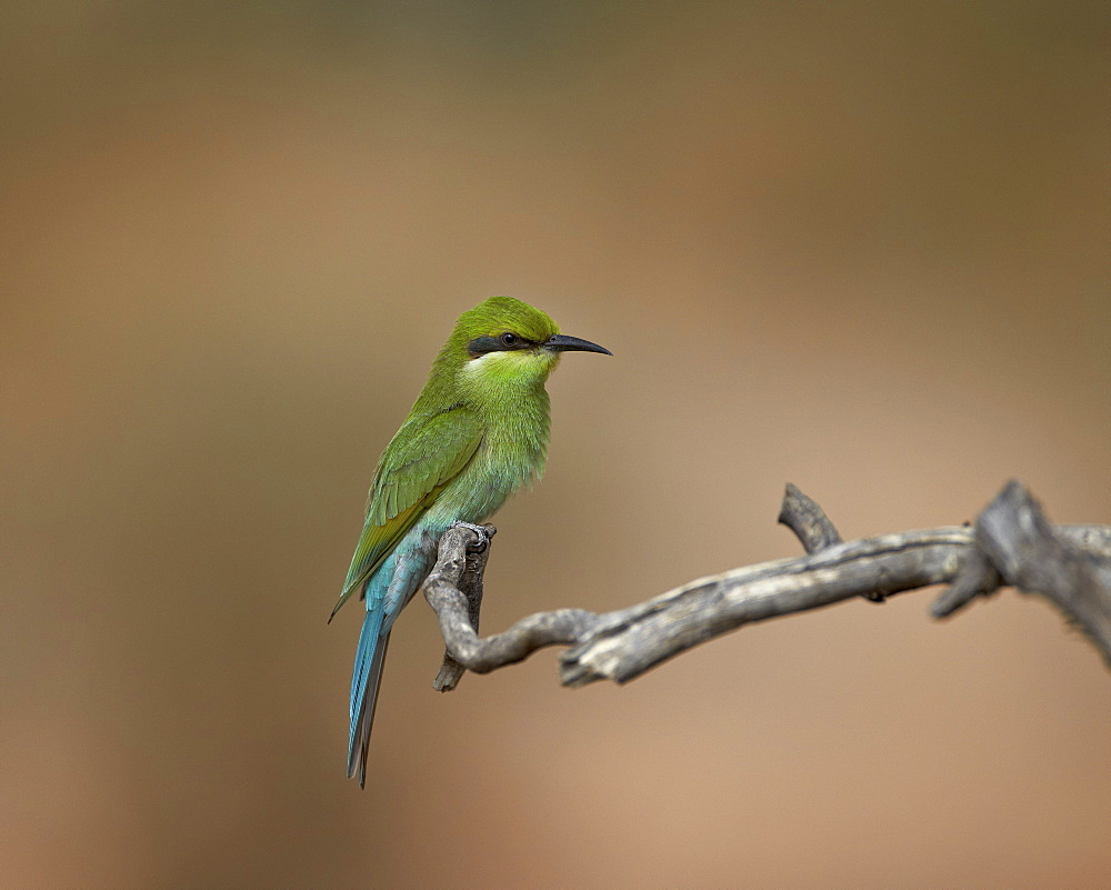 Immature swallow-tailed bee-eater (Merops hirundineus), Kgalagadi Transfrontier Park, encompassing the former Kalahari Gemsbok National Park, South Africa, Africa 