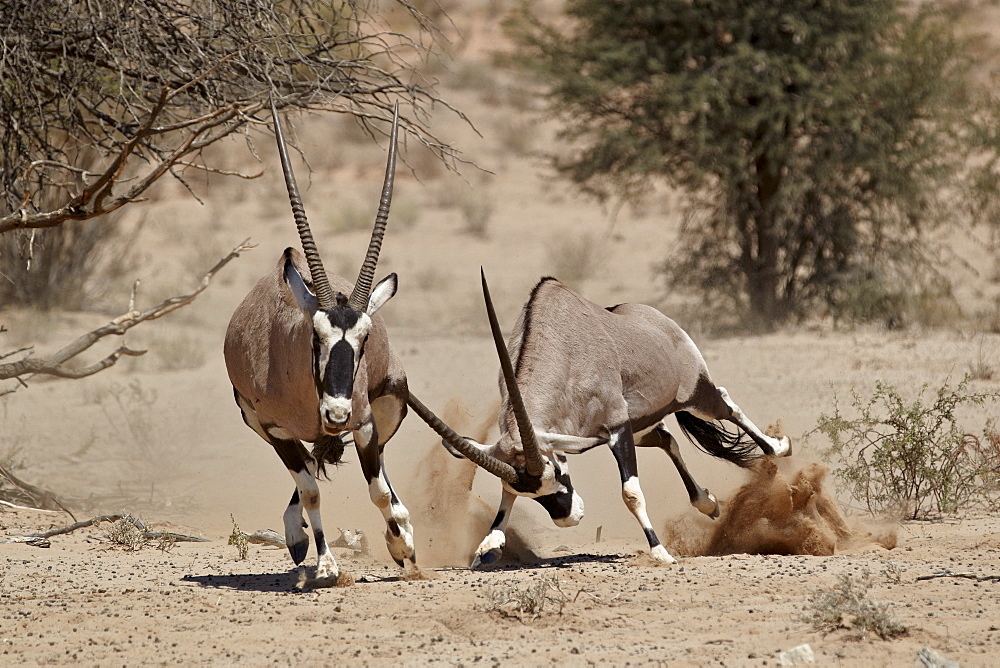 Two gemsbok (South African oryx) (Oryx gazella) fighting, Kgalagadi Transfrontier Park, encompassing the former Kalahari Gemsbok National Park, South Africa, Africa 