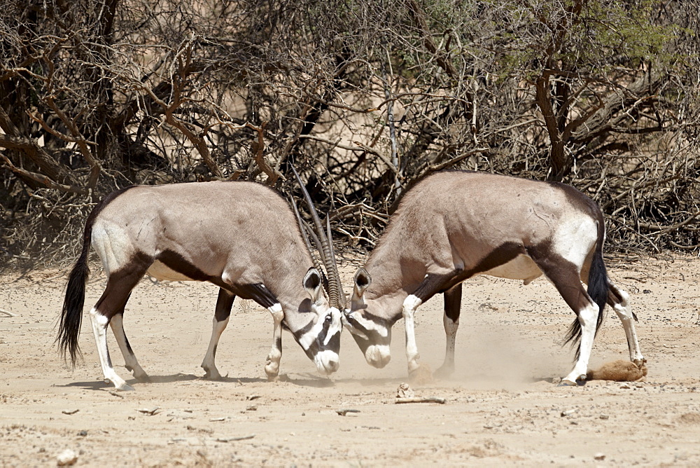 Two gemsbok (South African oryx) (Oryx gazella) fighting, Kgalagadi Transfrontier Park, encompassing the former Kalahari Gemsbok National Park, South Africa, Africa 