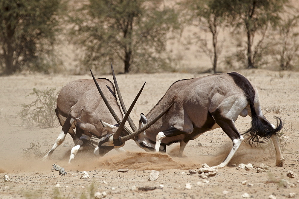 Two gemsbok (South African oryx) (Oryx gazella) fighting, Kgalagadi Transfrontier Park, encompassing the former Kalahari Gemsbok National Park, South Africa, Africa 