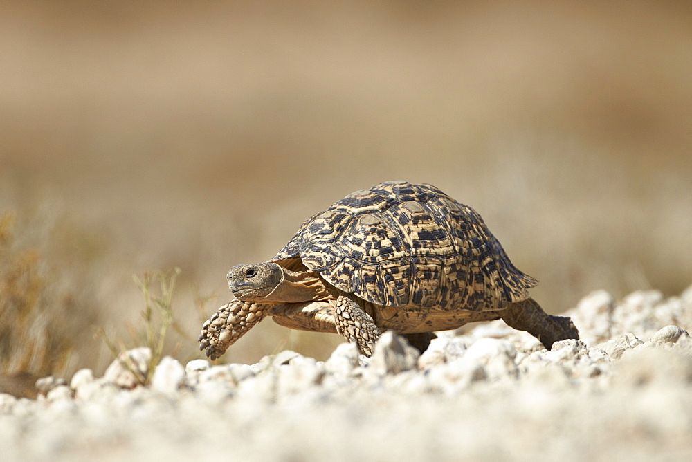 Leopard tortoise (Geochelone pardalis), Kgalagadi Transfrontier Park, encompassing the former Kalahari Gemsbok National Park, South Africa, Africa