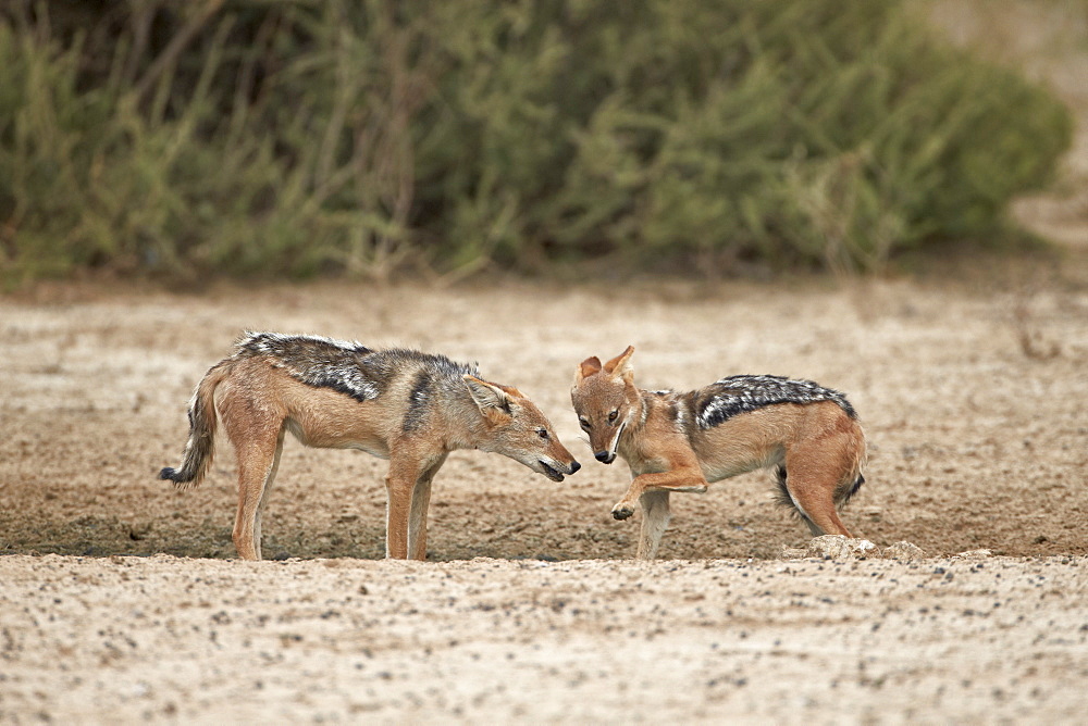 Two black-backed jackal (silver-backed jackal) (Canis mesomelas), Kgalagadi Transfrontier Park, encompassing the former Kalahari Gemsbok National Park, South Africa, Africa 