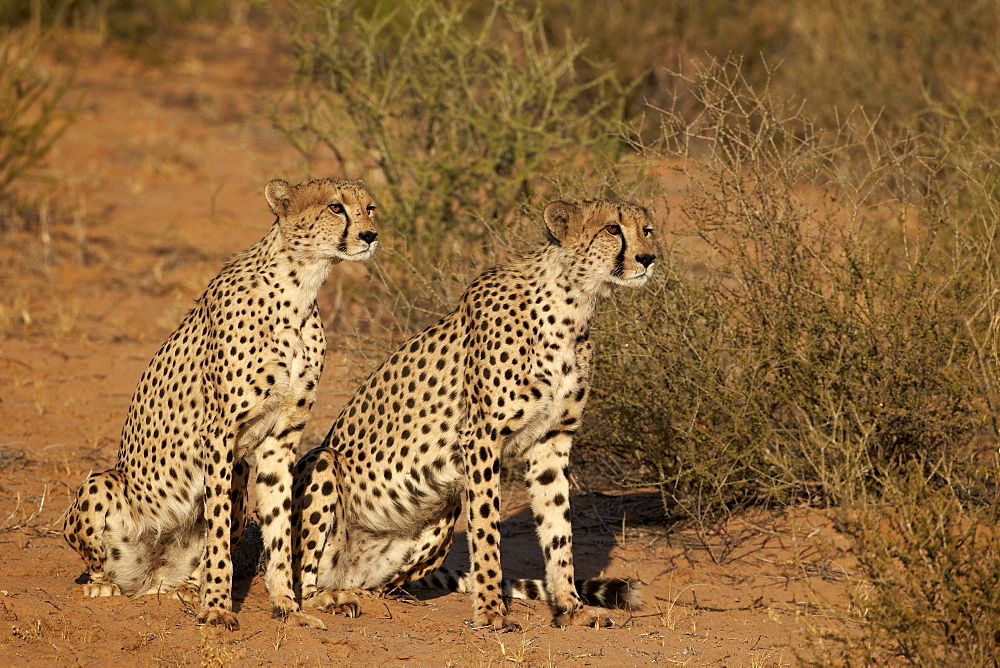 Two cheetah (Acinonyx jubatus), Kgalagadi Transfrontier Park, encompassing the former Kalahari Gemsbok National Park, South Africa, Africa 