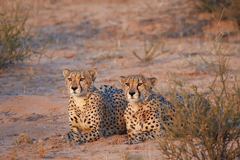 Two cheetah (Acinonyx jubatus), Kgalagadi Transfrontier Park, encompassing the former Kalahari Gemsbok National Park, South Africa, Africa 