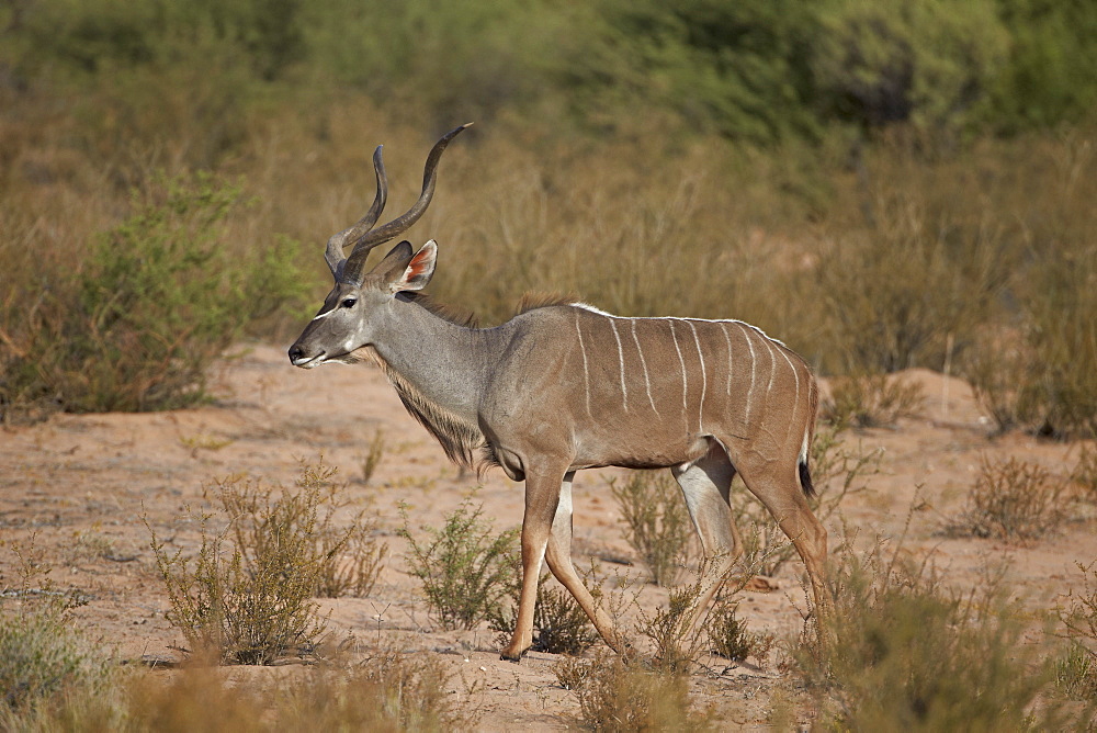 Greater kudu (Tragelaphus strepsiceros) buck, Kgalagadi Transfrontier Park, encompassing the former Kalahari Gemsbok National Park, South Africa, Africa 