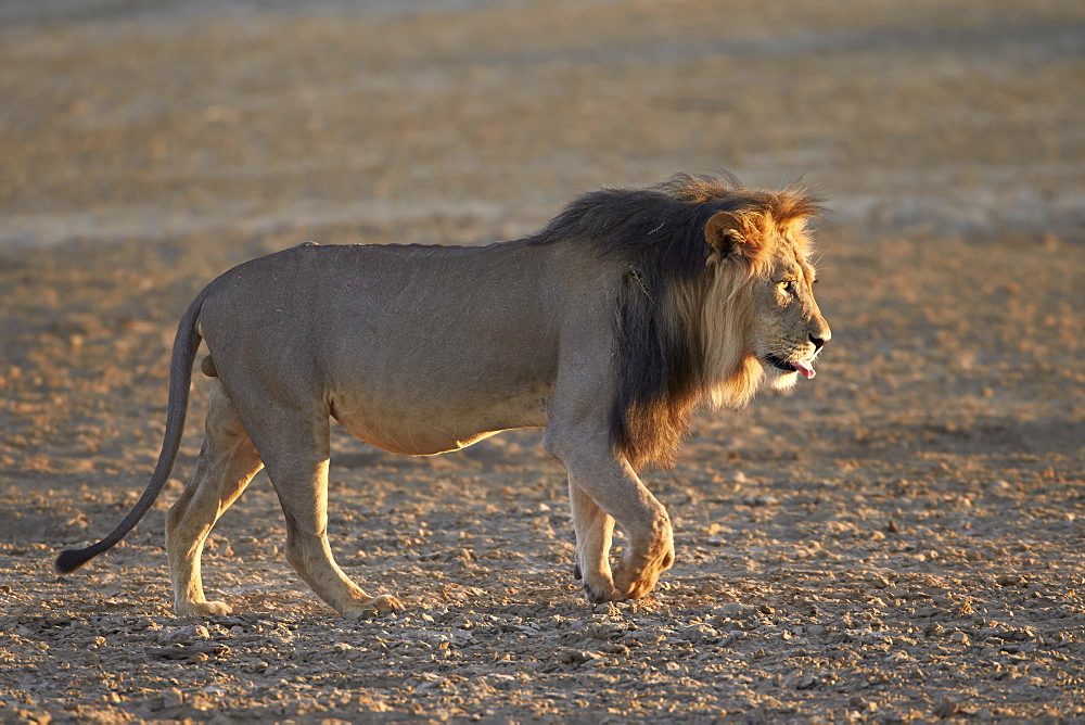 Lion (Panthera leo), Kgalagadi Transfrontier Park, encompassing the former Kalahari Gemsbok National Park, South Africa, Africa 