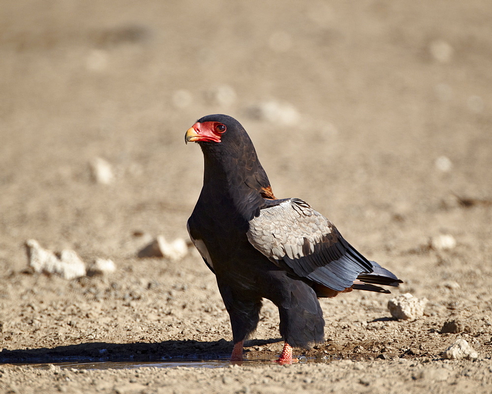 Bateleur (Terathopius ecaudatus), Kgalagadi Transfrontier Park, encompassing the former Kalahari Gemsbok National Park, South Africa, Africa 