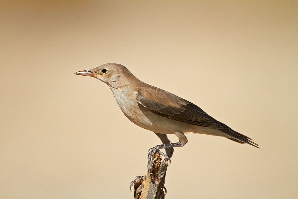 Wattled starling (Creatophora cinerea) in non-breeding plumage, Kgalagadi Transfrontier Park, encompassing the former Kalahari Gemsbok National Park, South Africa, Africa 