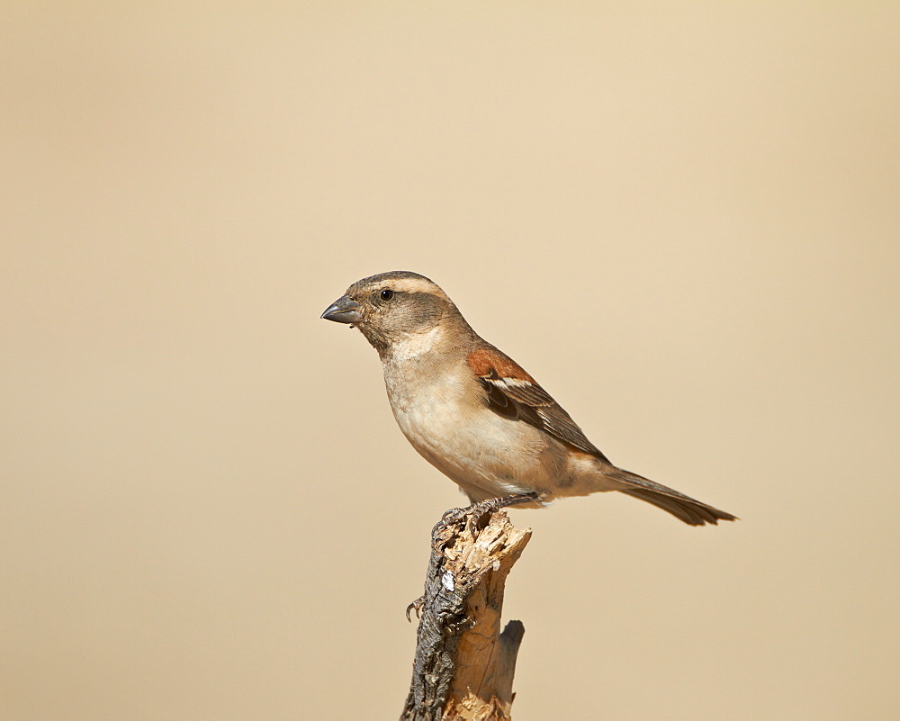 Female Cape sparrow (Passer melanurus), Kgalagadi Transfrontier Park, encompassing the former Kalahari Gemsbok National Park, South Africa, Africa 