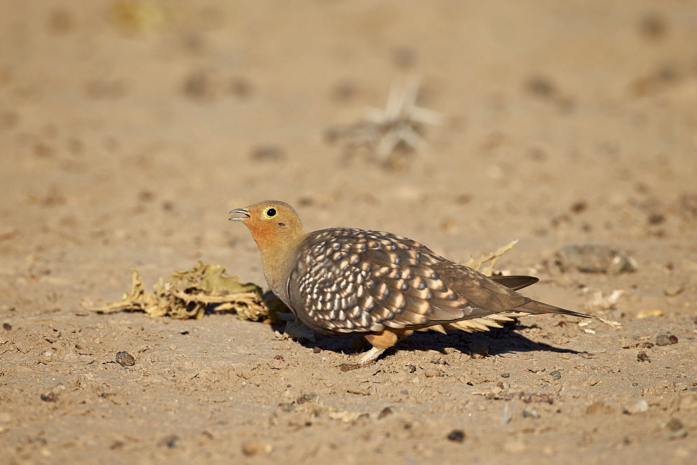 Male Namaqua sandgrouse (Pterocles namaqua), Kgalagadi Transfrontier Park, encompassing the former Kalahari Gemsbok National Park, South Africa, Africa 