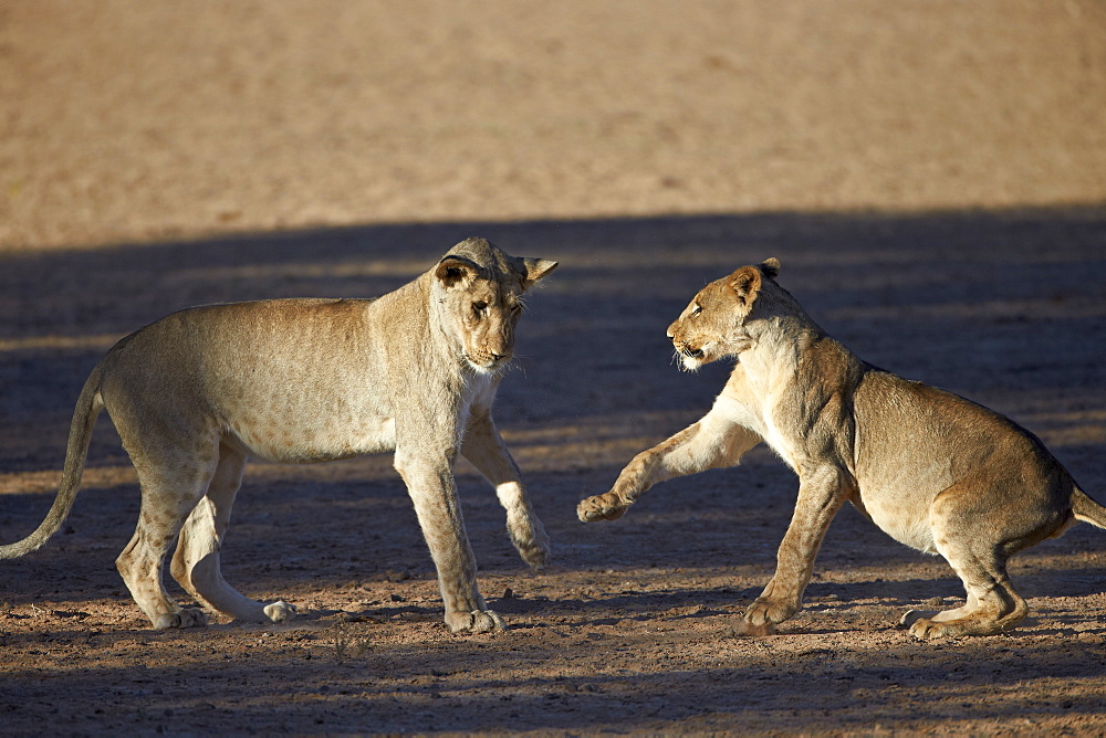 Two young lion (Panthera leo) playing, Kgalagadi Transfrontier Park, encompassing the former Kalahari Gemsbok National Park, South Africa, Africa 