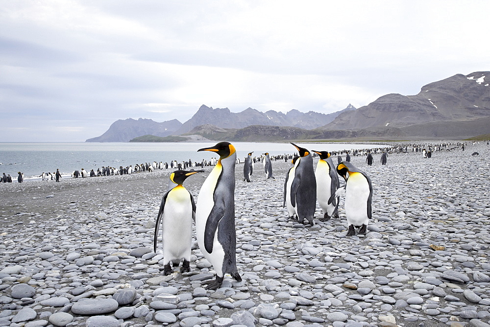 King penguins (Aptenodytes patagonica) on stony beach, Salisbury Plain, South Georgia, Polar Regions