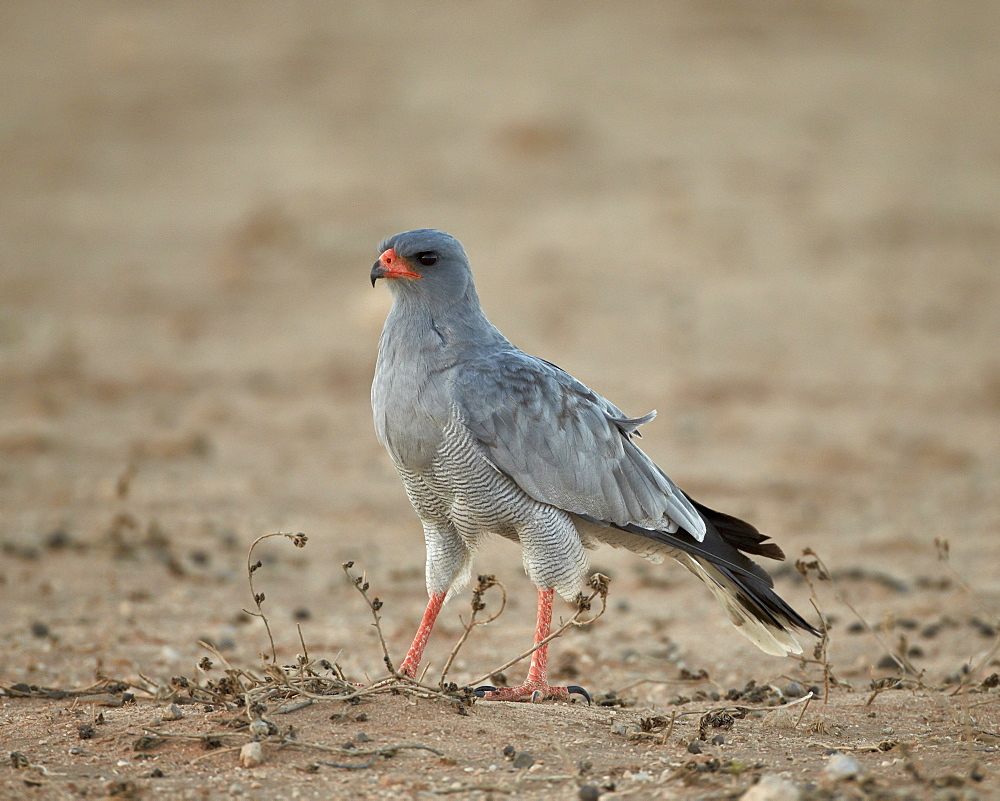 Southern pale chanting goshawk (Melierax canorus), Kgalagadi Transfrontier Park, encompassing the former Kalahari Gemsbok National Park, South Africa, Africa 