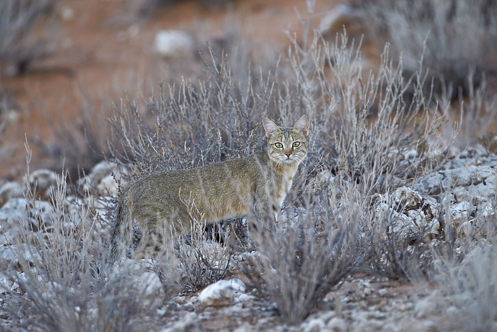 African wild cat (Felis silvestris lybica), Kgalagadi Transfrontier Park, encompassing the former Kalahari Gemsbok National Park, South Africa, Africa 