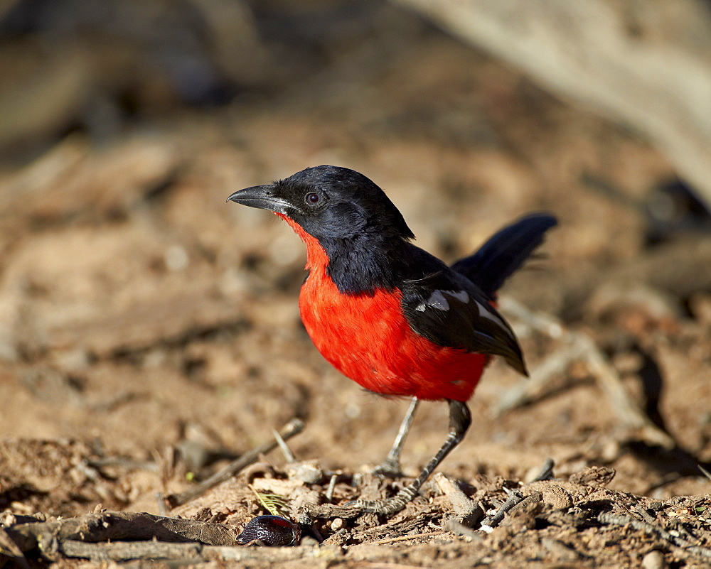 Crimson-breasted boubou (crimson-breasted shrike) (Laniarius atrococcieneus), Kgalagadi Transfrontier Park, encompassing the former Kalahari Gemsbok National Park, South Africa, Africa 