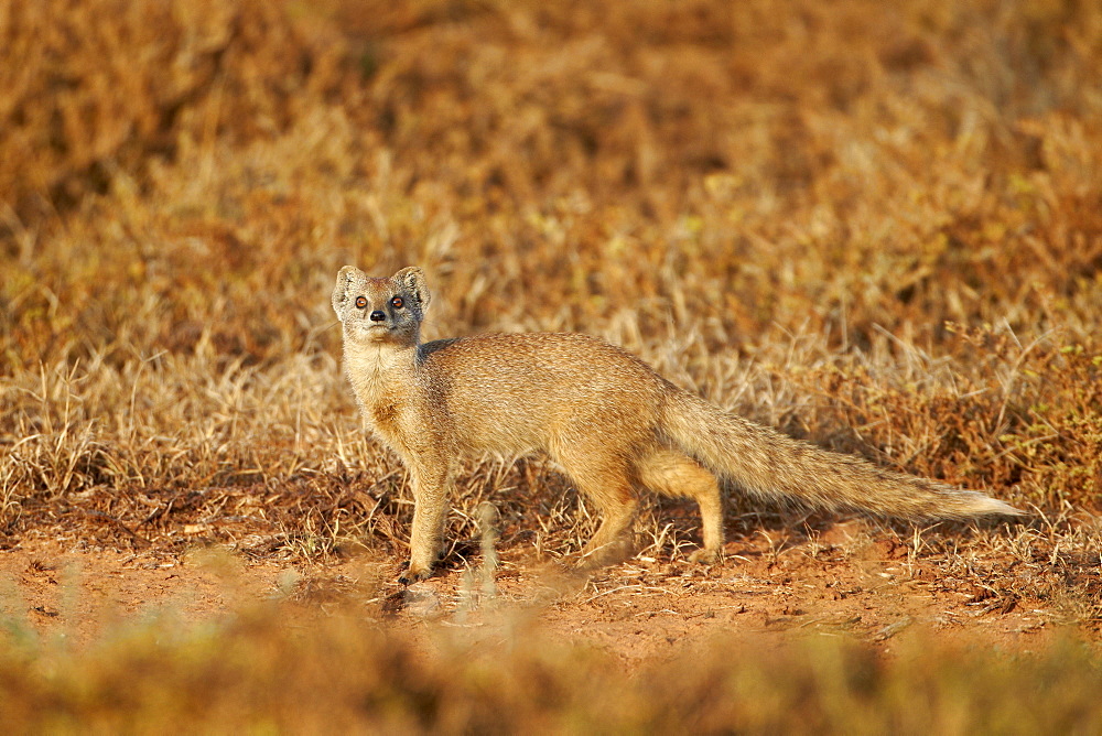 Yellow mongoose (Cynictis penicillata), Addo Elephant National Park, South Africa, Africa