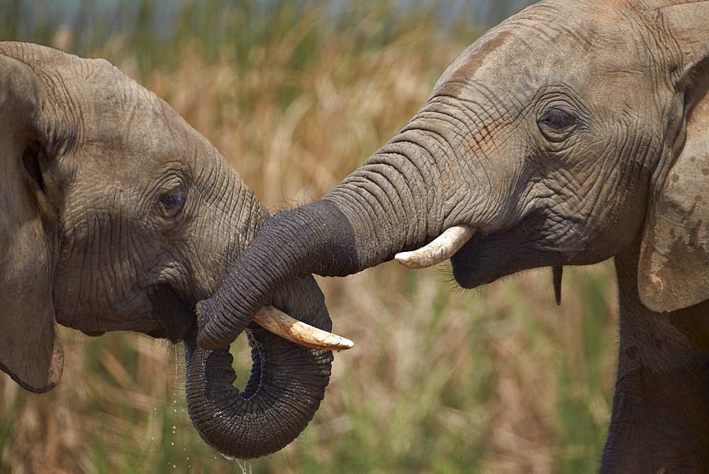 Two African elephant (Loxodonta africana) playing, Addo Elephant National Park, South Africa, Africa