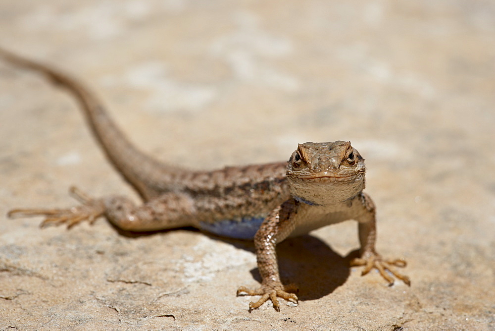 Male sagebrush lizard (Sceloporus graciosus) looking at camera, Canyonlands National Park, Utah, United States of America, North America