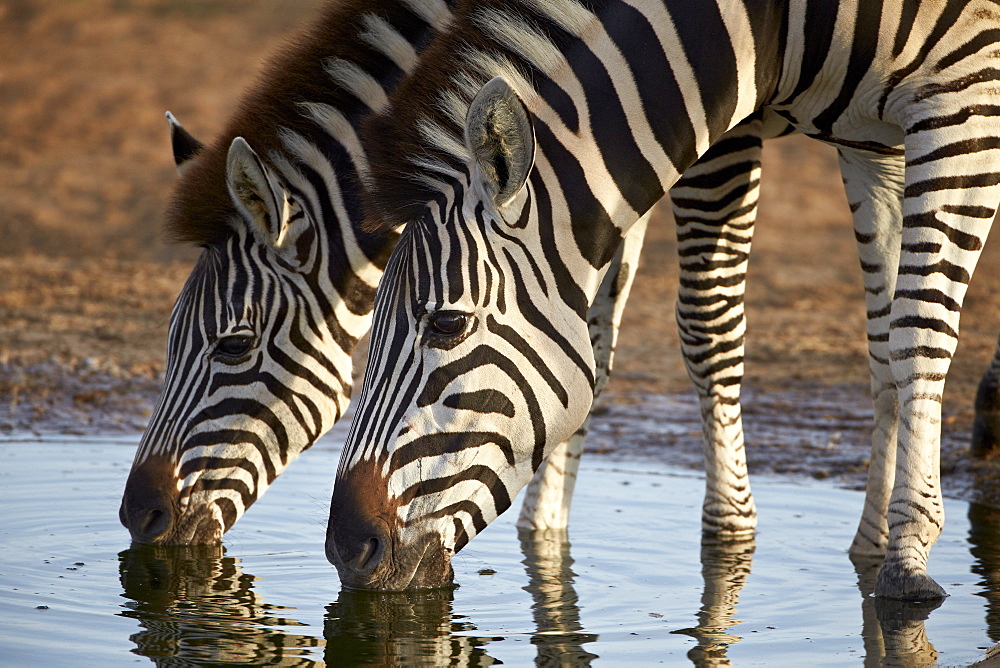 Two common zebra (plains zebra) (Burchell's zebra) (Equus burchelli) drinking, Addo Elephant National Park, South Africa, Africa