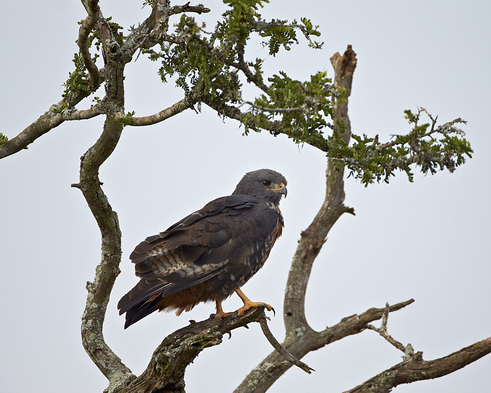 Jackal buzzard (Buteo rufofuscus), Addo Elephant National Park, South Africa, Africa