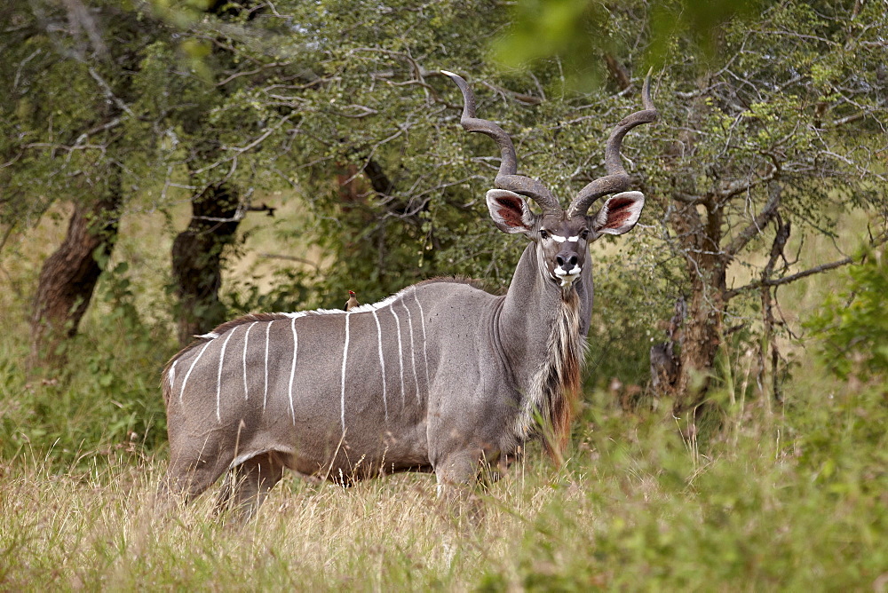 Greater kudu (Tragelaphus strepsiceros) buck, Imfolozi Game Reserve, South Africa, Africa