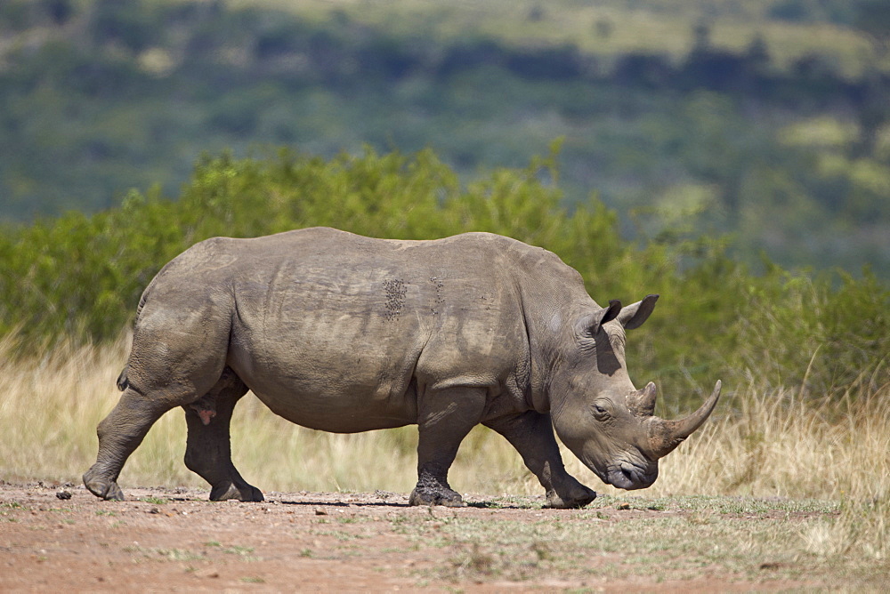 White rhinoceros (Ceratotherium simum), Hluhluwe Game Reserve, South Africa, Africa