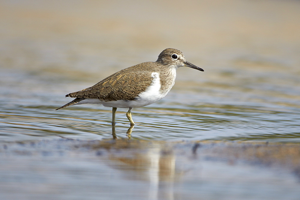 Common sandpiper (Actitis hypoleucos), Kruger National Park, South Africa, Africa