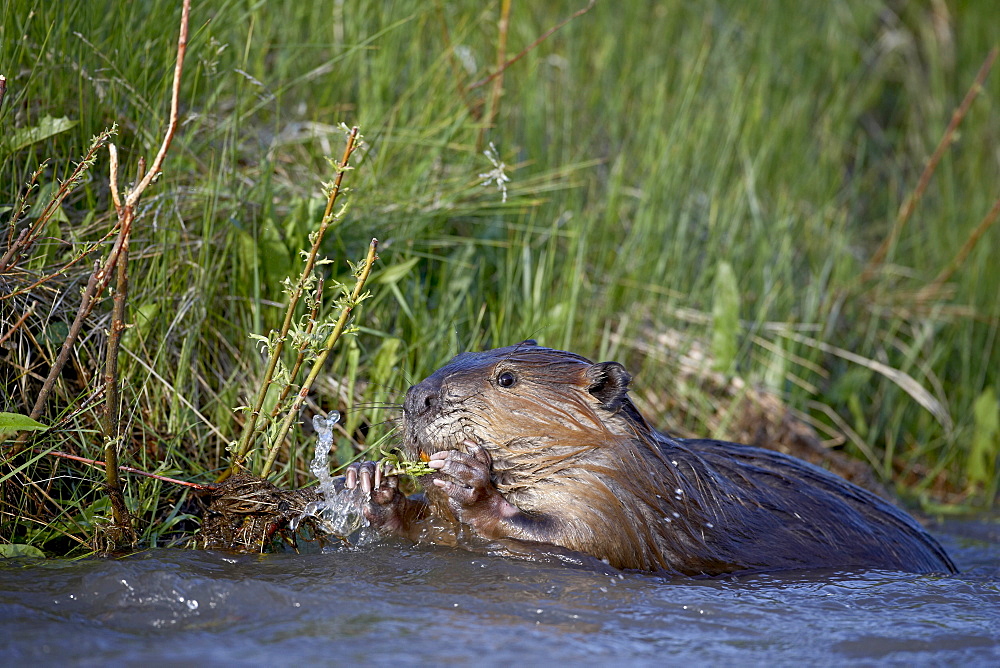 Beaver (Castor canadensis) feeding in Soda Butte Creek, Yellowstone National Park, Wyoming, United States of America, North America