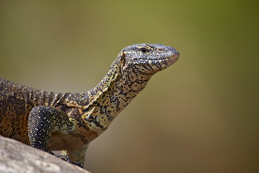 Water monitor (Varanus niloticus), Kruger National Park, South Africa, Africa