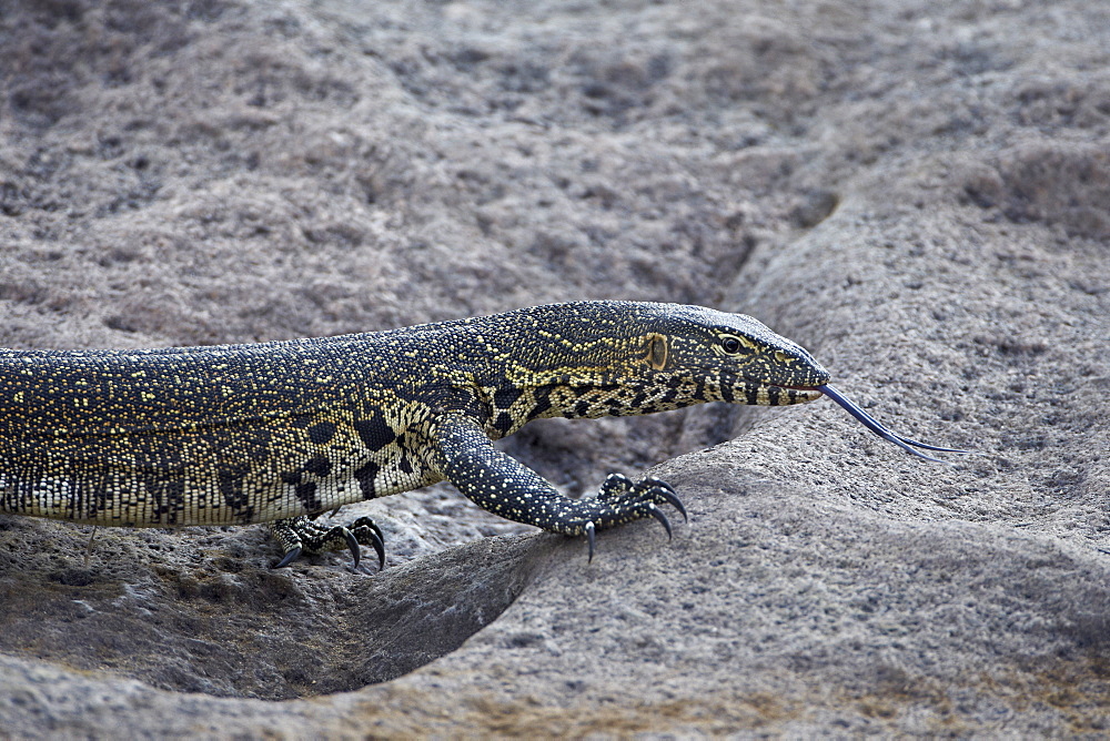 Water monitor (Varanus niloticus), Kruger National Park, South Africa, Africa