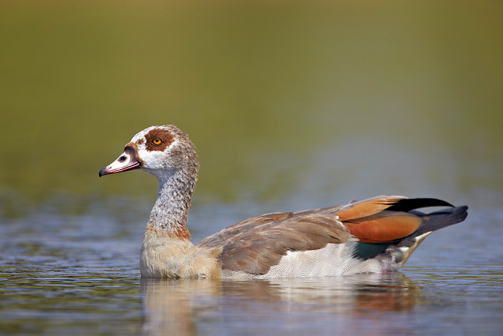 Egyptian goose (Alopochen aegyptiacus), Kruger National Park, South Africa, Africa