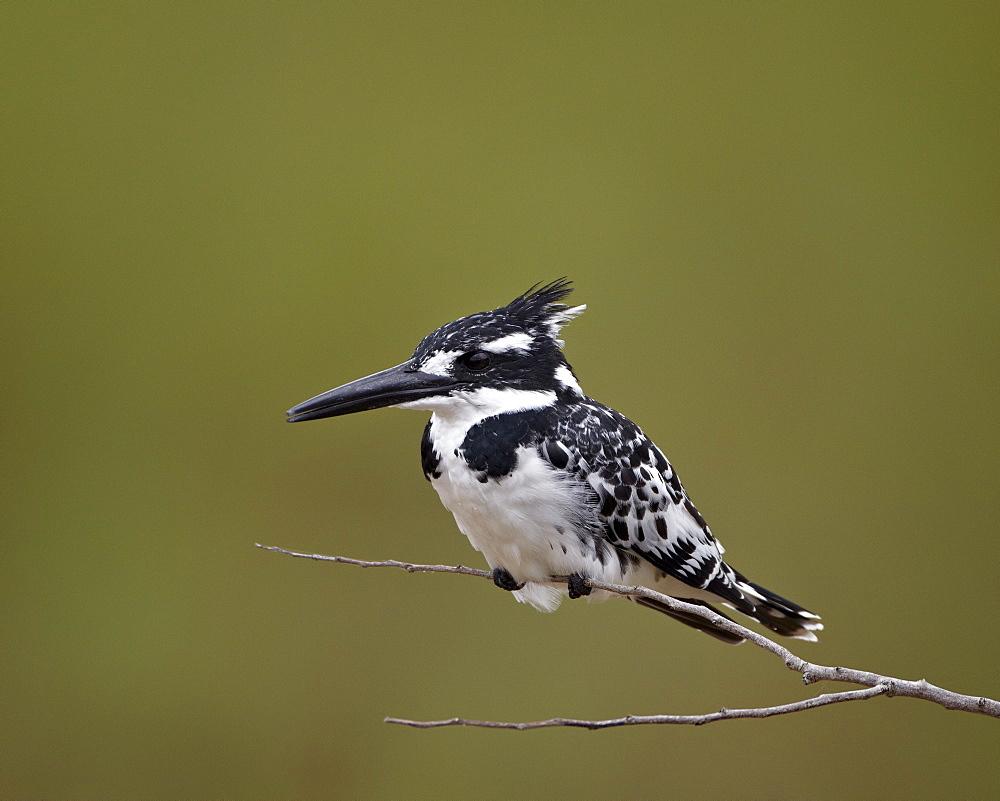 Pied kingfisher (Ceryle rudis), Kruger National Park, South Africa, Africa