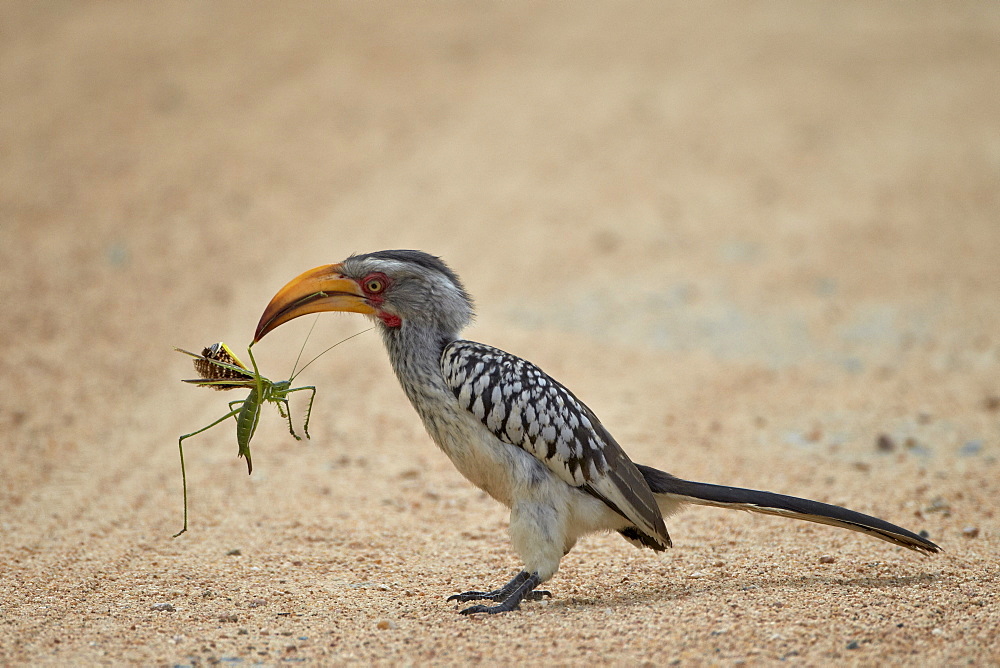 Southern yellow-billed hornbill (Tockus leucomelas) with a winged predatory katydid (Clonia wahlbergi), Kruger National Park, South Africa, Africa