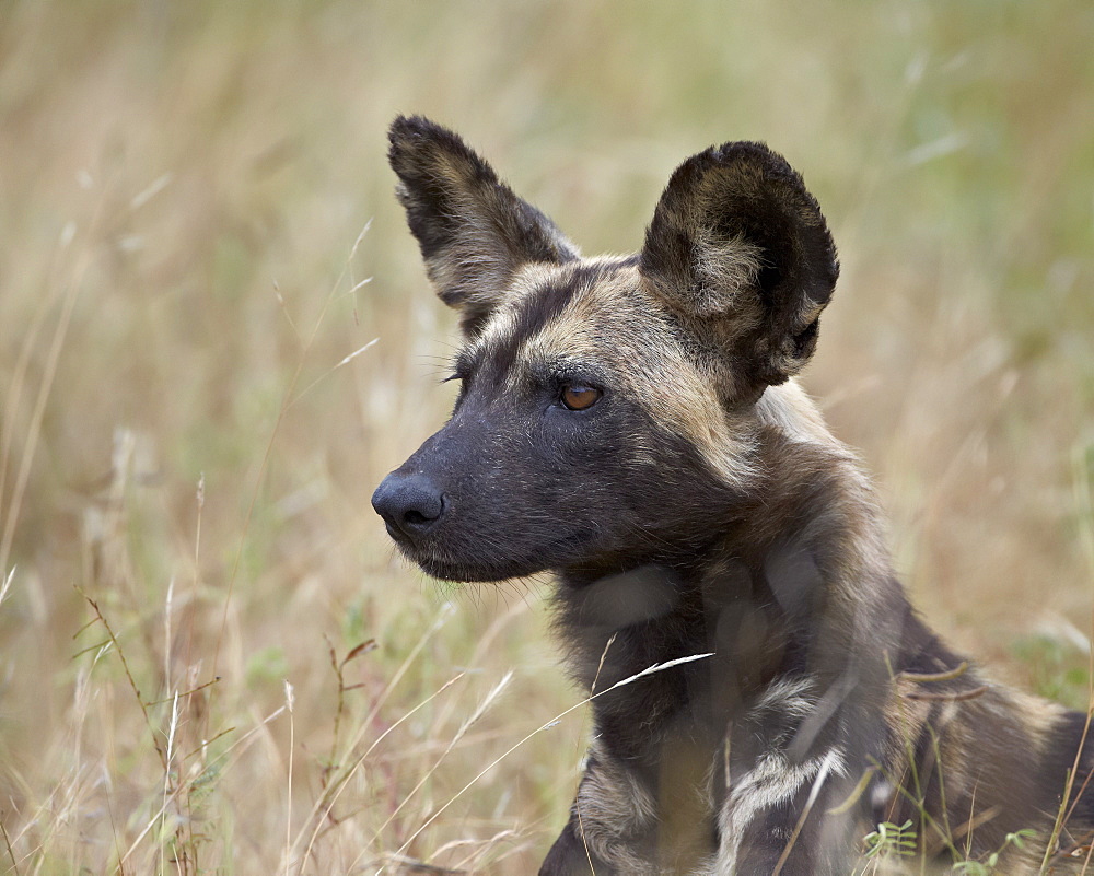 African wild dog (African hunting dog) (Cape hunting dog) (Lycaon pictus), Kruger National Park, South Africa, Africa