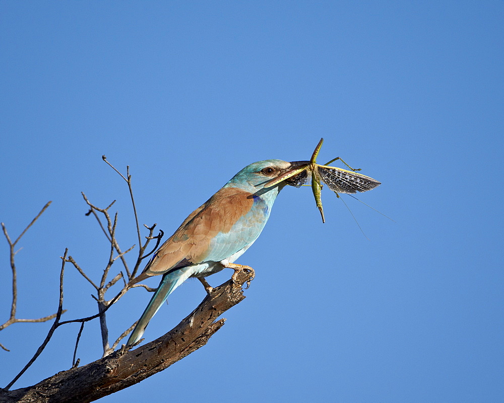 European Roller (Coracias garrulus) with a Winged Predatory Katydid (Clonia wahlbergi), Kruger National Park, South Africa, Africa 