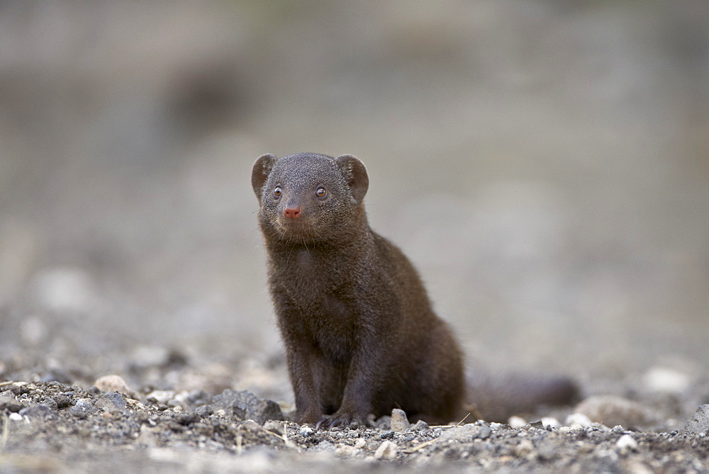 Dwarf Mongoose (Helogale parvula), Kruger National Park, South Africa, Africa 