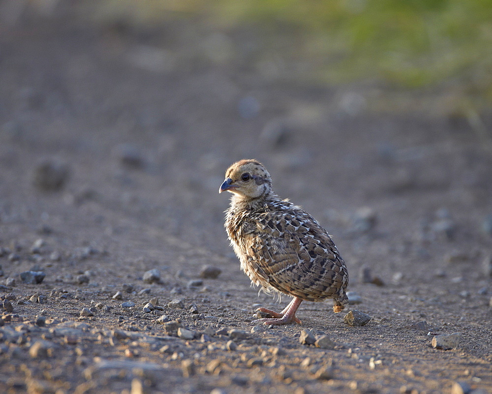 Red-Necked Spurfowl (Red-Necked Francolin) (Francolinus afer) (Pternistes afer) chick, Kruger National Park, South Africa, Africa 