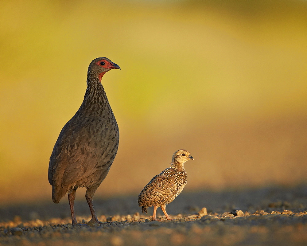 Red-Necked Spurfowl (Red-Necked Francolin)  (Pternistes afer) hen and chick, Kruger National Park, South Africa, Africa 