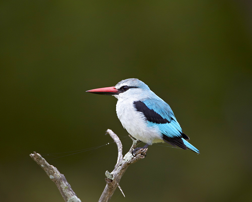 Woodland Kingfisher (Halcyon senegalensis), Kruger National Park, South Africa, Africa 