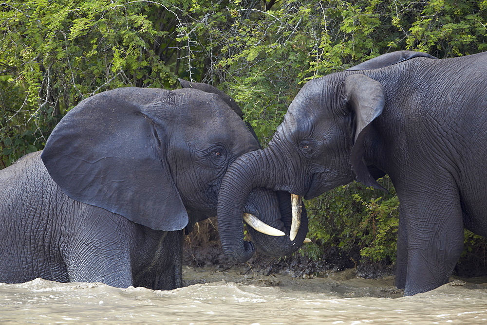 Two teenaged male African Elephant (Loxodonta africana) playing, Kruger National Park, South Africa, Africa 