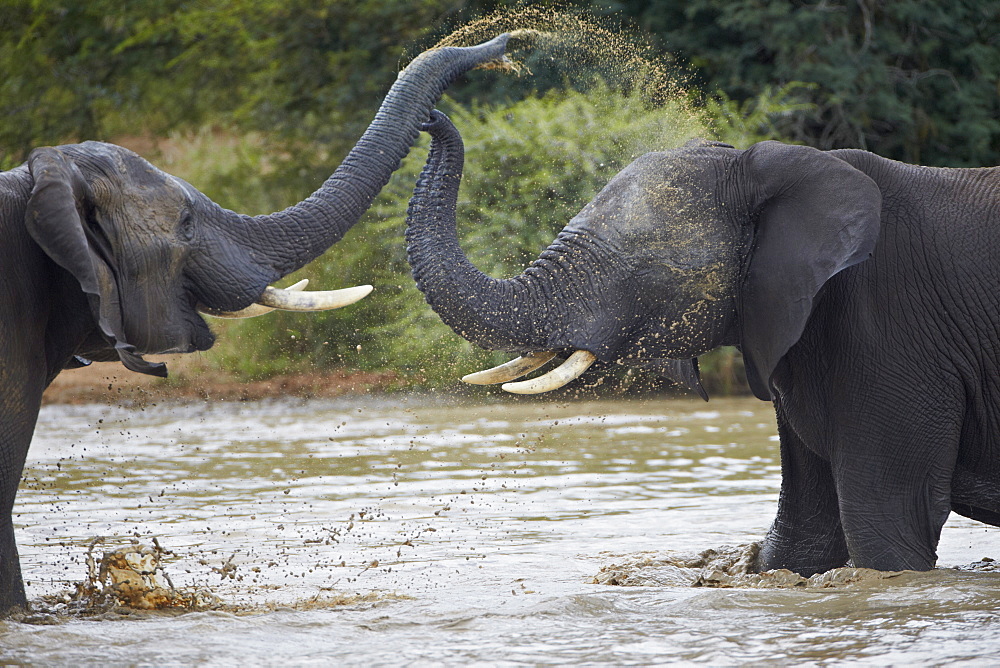 Two teenaged male African Elephant (Loxodonta africana) playing, Kruger National Park, South Africa, Africa 