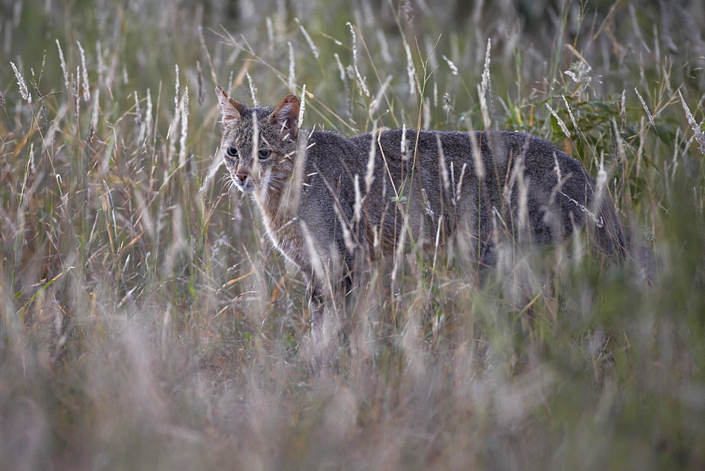 African Wild Cat (Felis silvestris lybica), Kruger National Park, South Africa, Africa 