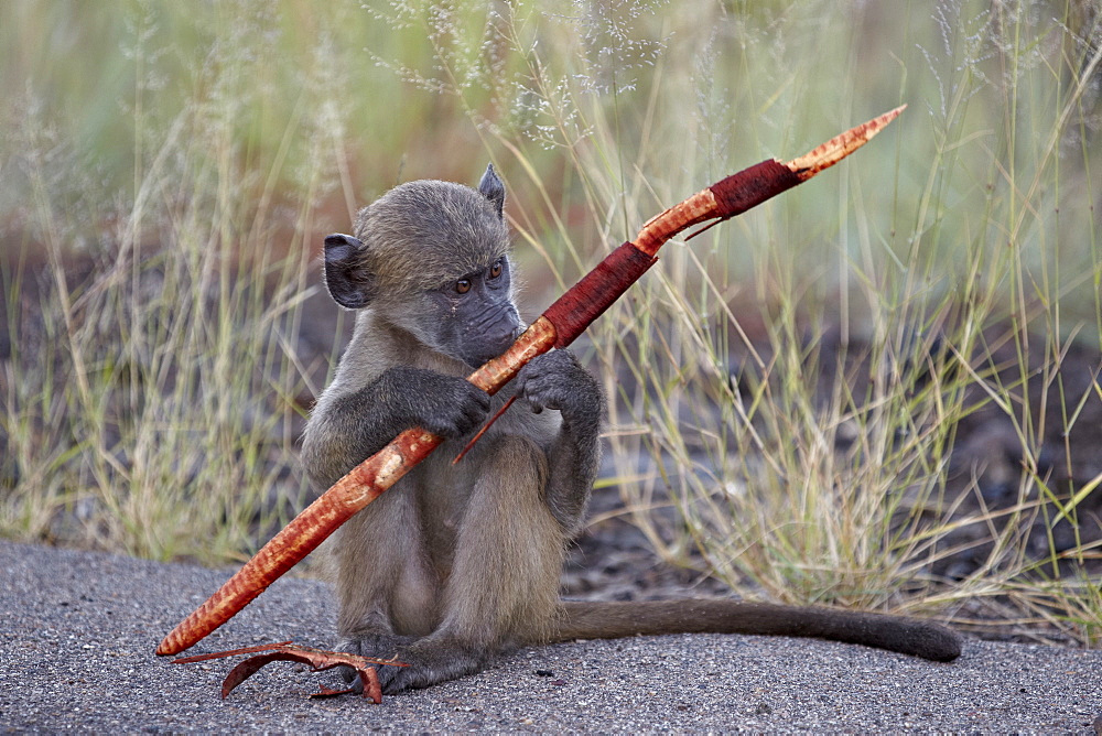 Young Chacma Baboon (Papio ursinus) with a sjambok pod, Kruger National Park, South Africa, Africa 