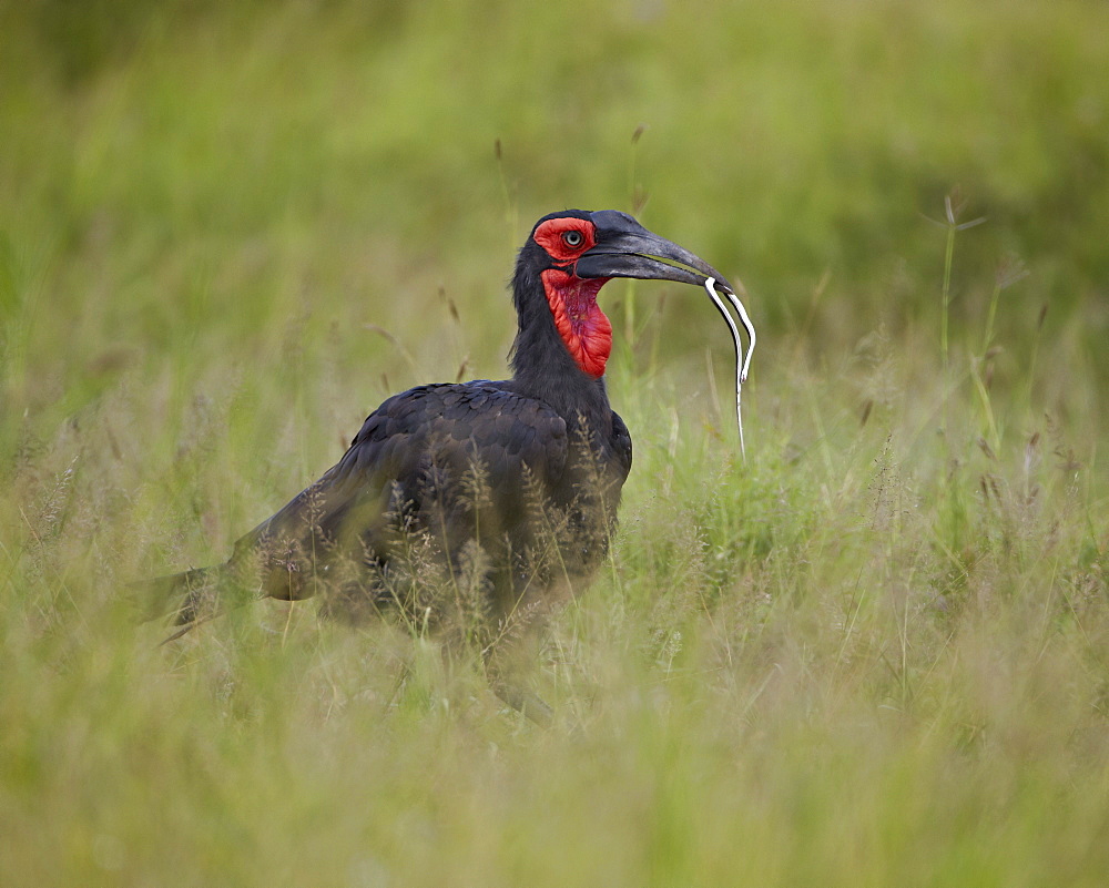 Southern Ground-Hornbill (Ground Hornbill) (Bucorvus leadbeateri) with a snake, Kruger National Park, South Africa, Africa 