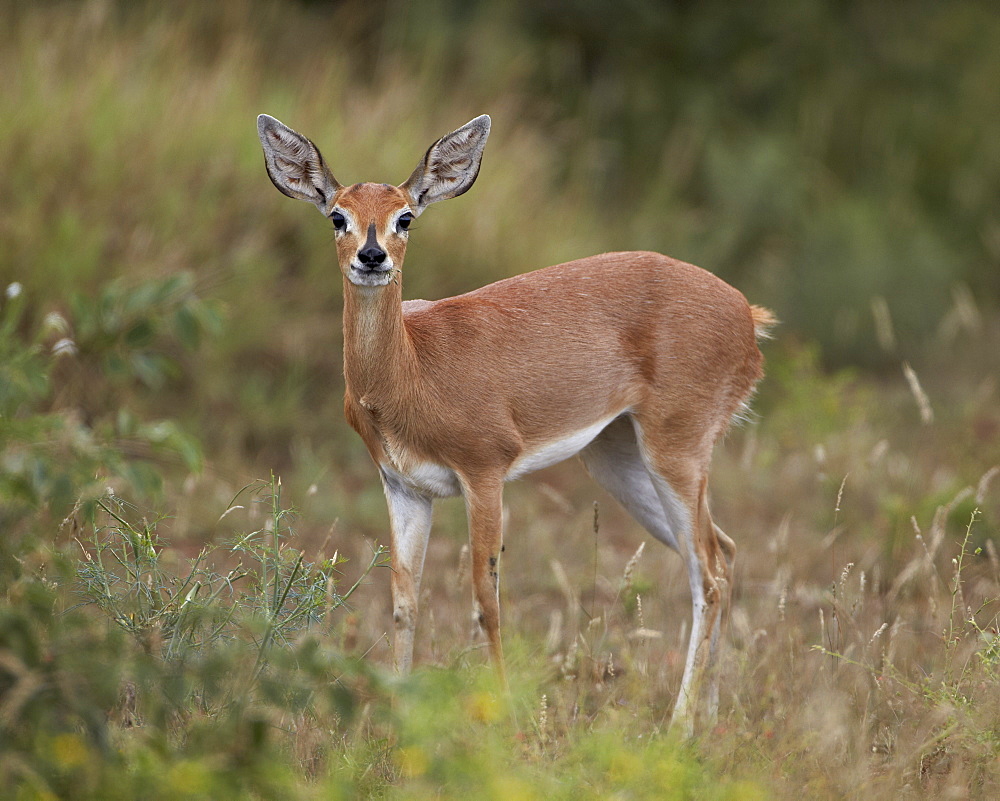 Female Steenbok (Raphicerus campestris), Kruger National Park, South Africa, Africa 