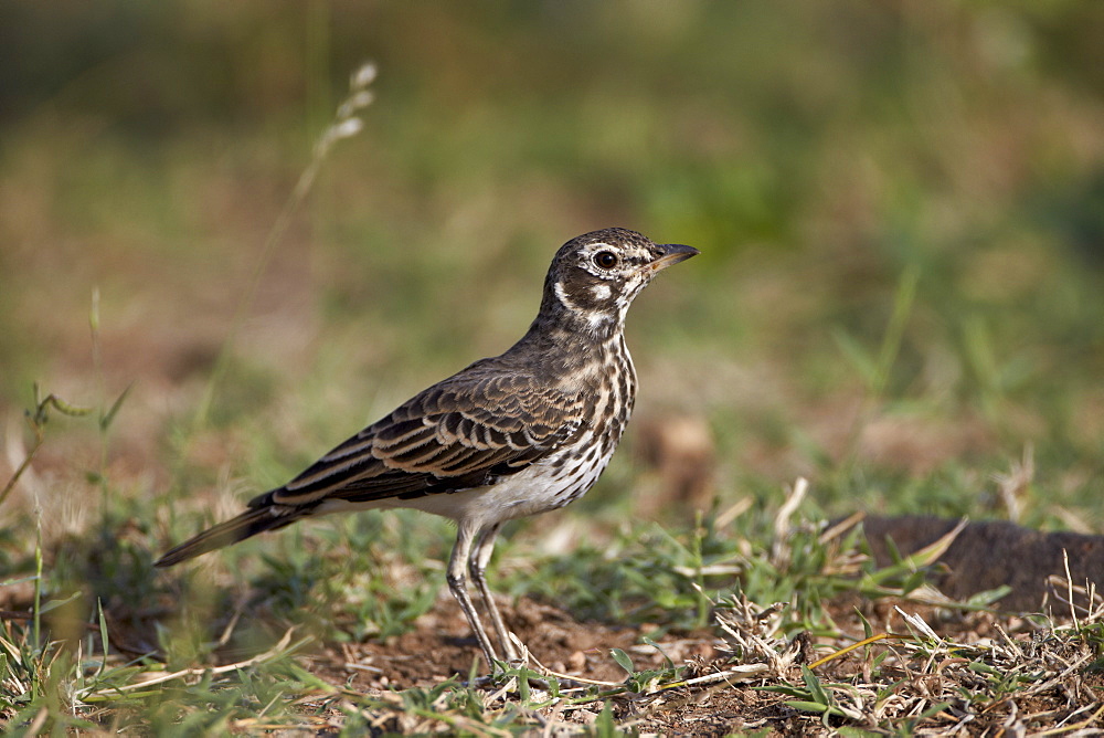 Dusky Lark (Pinarocorys nigricans), Kruger National Park, South Africa, Africa 