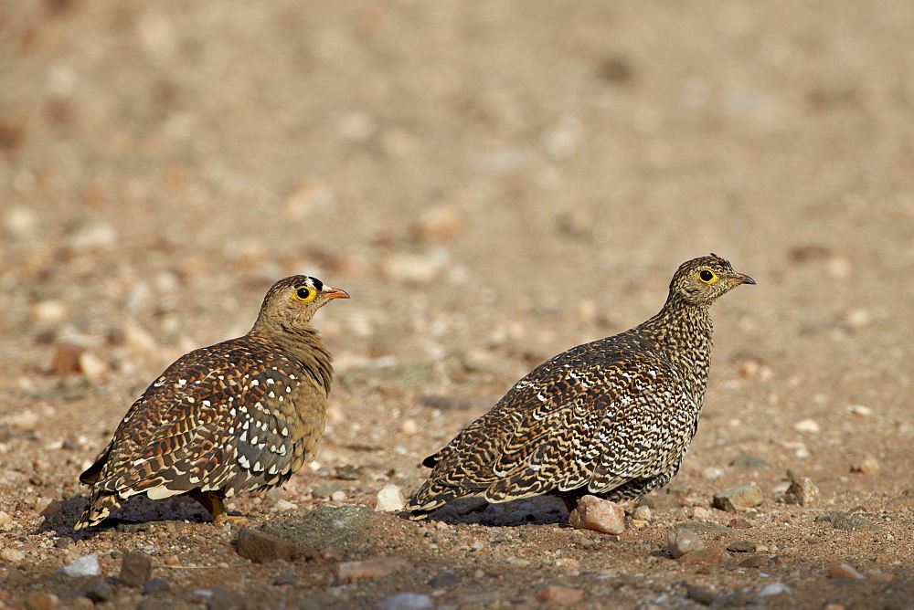 Double-Banded Sandgrouse (Pterocles bicinctus) pair, Kruger National Park, South Africa, Africa 