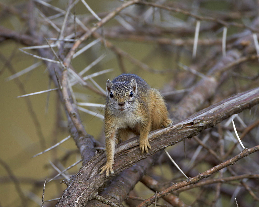 Tree Squirrel (Smiths Bush Squirrel) (Yellow-Footed Squirrel) (Paraxerus cepapi), Kruger National Park, South Africa, Africa 