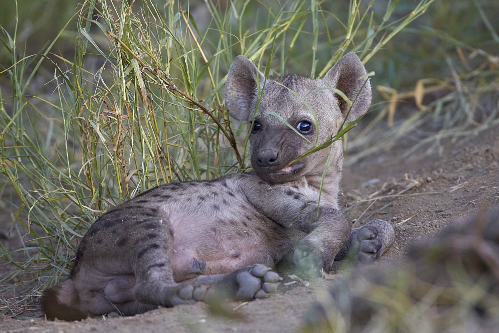 Spotted Hyena (Spotted Hyaena) (Crocuta crocuta) pup playing, Kruger National Park, South Africa, Africa 