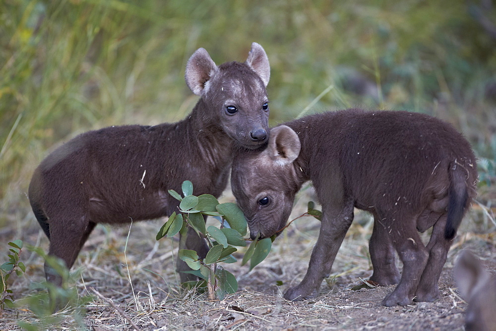 Spotted Hyena (Spotted Hyaena) (Crocuta crocuta) pups, Kruger National Park, South Africa, Africa 